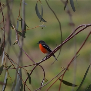 Petroica phoenicea (Flame Robin) at Yarralumla, ACT - 7 Jul 2024 by TimL