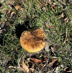 Phlebopus marginatus (Giant Bolete) at Aranda, ACT - 26 Feb 2025 by KMcCue