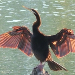 Anhinga novaehollandiae (Australasian Darter) at Wagga Wagga, NSW - 16 Feb 2025 by RobParnell