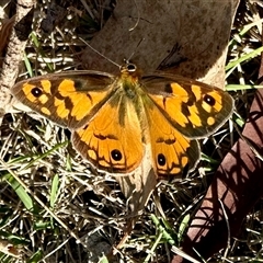 Heteronympha penelope (Shouldered Brown) at Cook, ACT - 26 Feb 2025 by KMcCue