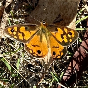 Heteronympha penelope at Cook, ACT - 26 Feb 2025 08:49 AM