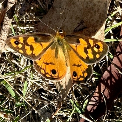 Heteronympha penelope (Shouldered Brown) at Cook, ACT - 26 Feb 2025 by KMcCue