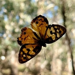 Heteronympha penelope (Shouldered Brown) at Aranda, ACT - 26 Feb 2025 by KMcCue