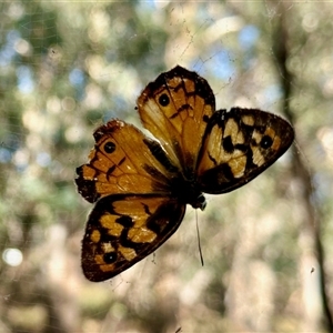 Heteronympha penelope at Aranda, ACT - 26 Feb 2025 09:01 AM