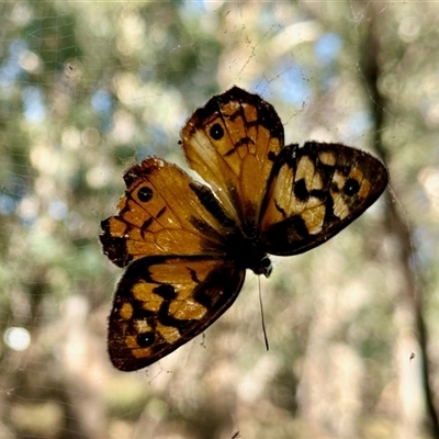 Heteronympha penelope (Shouldered Brown) at Aranda, ACT - 26 Feb 2025 by KMcCue