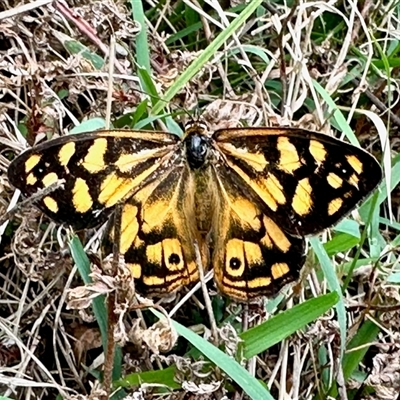 Heteronympha paradelpha (Spotted Brown) at Cook, ACT - 26 Feb 2025 by KMcCue