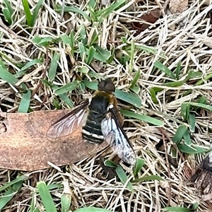 Villa sp (genus) at Cook, ACT - 26 Feb 2025 08:38 AM