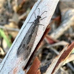 Glenoleon meteoricus (Patch-wing Glenoleon) at Cook, ACT - 26 Feb 2025 by KMcCue