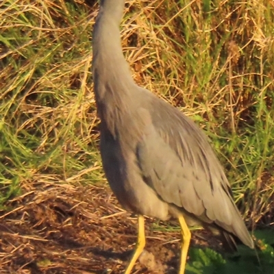 Egretta novaehollandiae (White-faced Heron) at Wagga Wagga, NSW - 16 Feb 2025 by RobParnell