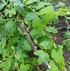 Passiflora subpeltata (White Passionflower) at Tallong, NSW - 25 Feb 2025 by plants