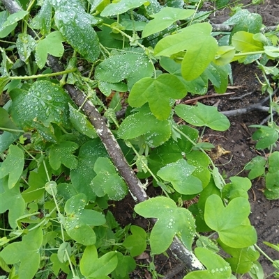 Passiflora subpeltata (White Passionflower) at Tallong, NSW - 25 Feb 2025 by plants