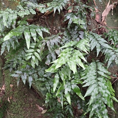 Arthropteris tenella (Climbing Fern) at Tallong, NSW - 25 Feb 2025 by plants