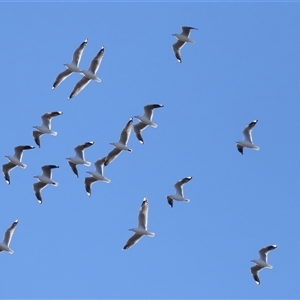 Chroicocephalus novaehollandiae (Silver Gull) at Throsby, ACT - 28 Jun 2024 by TimL