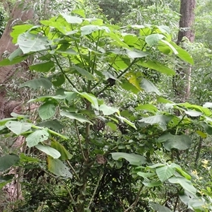 Dendrocnide excelsa (Stinging Tree) at Tallong, NSW - 25 Feb 2025 by plants