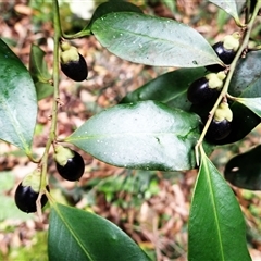 Diospyros australis (Black Plum, Yellow Persimmon, Grey Plum) at Tallong, NSW - 25 Feb 2025 by plants