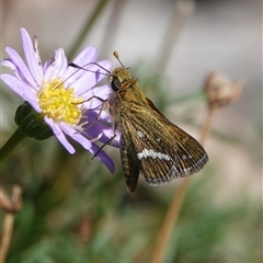 Taractrocera papyria (White-banded Grass-dart) at Hall, ACT - Yesterday by Anna123