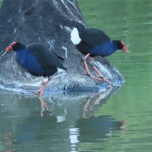 Porphyrio melanotus (Australasian Swamphen) at Wagga Wagga, NSW - 16 Feb 2025 by RobParnell