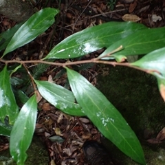 Stenocarpus salignus (Scrub Beefwood) at Tallong, NSW - 25 Feb 2025 by plants