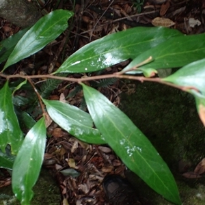 Stenocarpus salignus (Scrub Beefwood) at Tallong, NSW - 25 Feb 2025 by plants