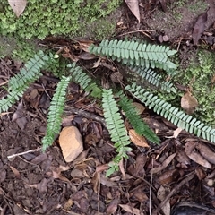 Pellaea nana (Dwarf Sickle Fern) at Tallong, NSW - 25 Feb 2025 by plants