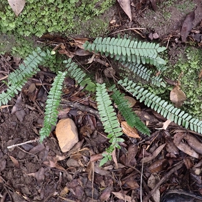 Pellaea nana (Dwarf Sickle Fern) at Tallong, NSW - 25 Feb 2025 by plants