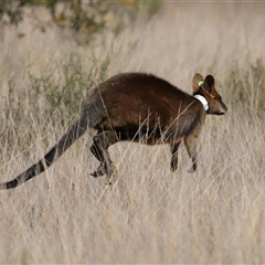 Notamacropus rufogriseus (Red-necked Wallaby) at Bonner, ACT - 11 Aug 2024 by TimL