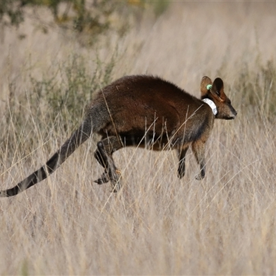 Notamacropus rufogriseus (Red-necked Wallaby) at Bonner, ACT - 11 Aug 2024 by TimL