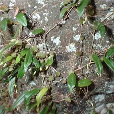 Bulbophyllum exiguum (Tiny Strand Orchid) at Tallong, NSW - 25 Feb 2025 by plants