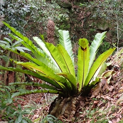 Asplenium australasicum (Bird's Nest Fern, Crow's Nest Fern) at Tallong, NSW - 25 Feb 2025 by plants