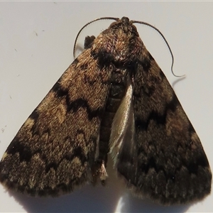 Unidentified Moth (Lepidoptera) at Wagga Wagga, NSW - 17 Feb 2025 by RobParnell