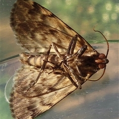 Mormoscopa phricozona at Wagga Wagga, NSW - 17 Feb 2025 06:33 PM