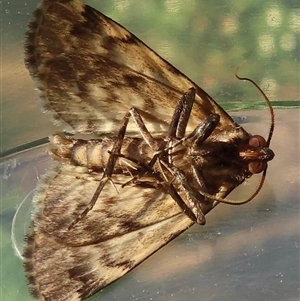 Mormoscopa phricozona at Wagga Wagga, NSW - 17 Feb 2025 06:33 PM