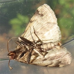Mormoscopa phricozona at Wagga Wagga, NSW - 17 Feb 2025 06:33 PM