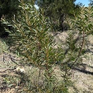 Acacia rubida at Kaleen, ACT - 26 Feb 2025 02:14 PM