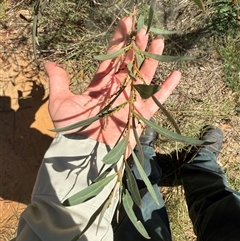 Acacia rubida at Kaleen, ACT - 26 Feb 2025 02:14 PM