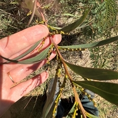 Acacia rubida at Kaleen, ACT - 26 Feb 2025 02:14 PM