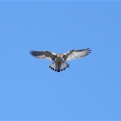 Falco cenchroides (Nankeen Kestrel) at Throsby, ACT - 28 Jun 2024 by TimL