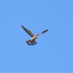 Falco cenchroides at Throsby, ACT - 28 Jun 2024 02:59 PM