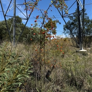 Rosa rubiginosa at Kaleen, ACT - 26 Feb 2025 02:12 PM