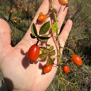 Rosa rubiginosa at Kaleen, ACT - 26 Feb 2025 02:12 PM