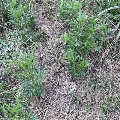 Bidens subalternans (Greater Beggars Ticks) at Campbell, ACT - 20 Feb 2025 by brianwythes2025