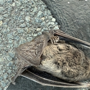 Chalinolobus gouldii (Gould's Wattled Bat) at Table Top, NSW - 26 Feb 2025 by Lizzie