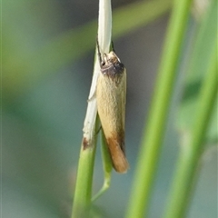 Phauloplana illuta (Wingia Group) at Hall, ACT - 26 Feb 2025 by Anna123