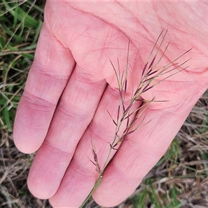 Aristida ramosa (Purple Wire Grass) at Hawker, ACT - 25 Feb 2025 by sangio7