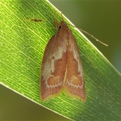 Epicurica laetiferanus (Wingia group) at Hall, ACT - 26 Feb 2025 by Anna123