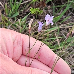 Wahlenbergia capillaris (Tufted Bluebell) at Hawker, ACT - 25 Feb 2025 by sangio7