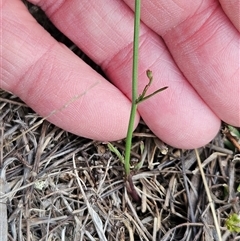 Wahlenbergia capillaris at Hawker, ACT - 25 Feb 2025 07:30 AM