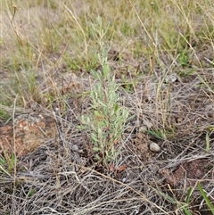 Hibbertia obtusifolia (Grey Guinea-flower) at Hawker, ACT - 25 Feb 2025 by sangio7