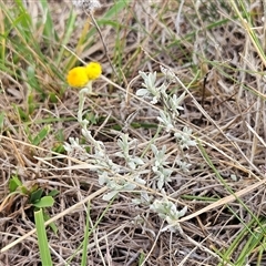 Chrysocephalum apiculatum (Common Everlasting) at Hawker, ACT - 25 Feb 2025 by sangio7