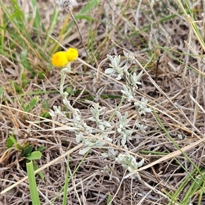 Chrysocephalum apiculatum at Hawker, ACT - 25 Feb 2025 07:43 AM